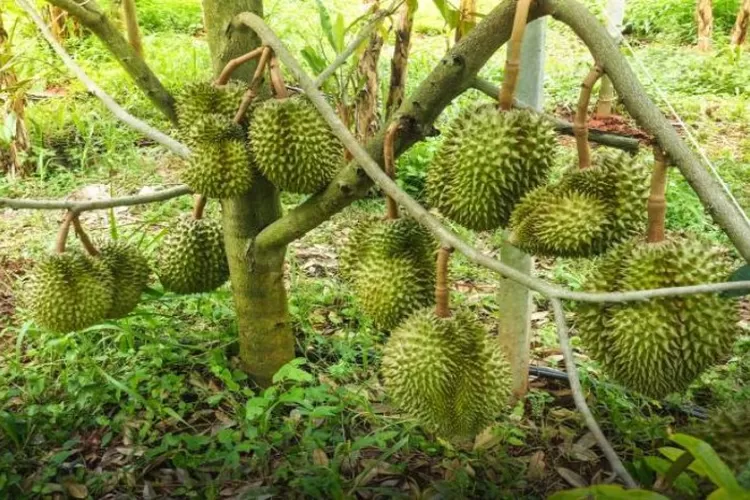 Cara Merawat Tanaman Durian dari Awal Tanam Hingga Berbuah