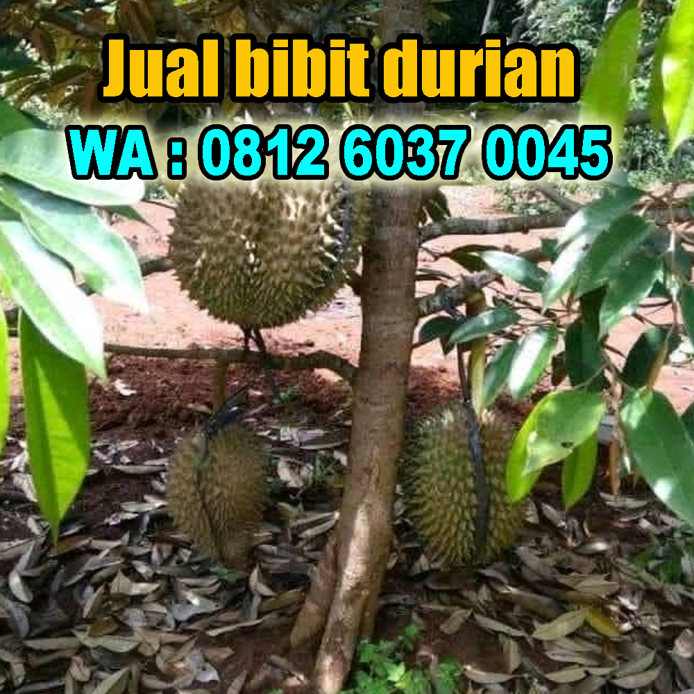 Cara Menanam Bibit Durian Usia 3-6 Bulan dan Perawatannya Hingga Masa Berbuah