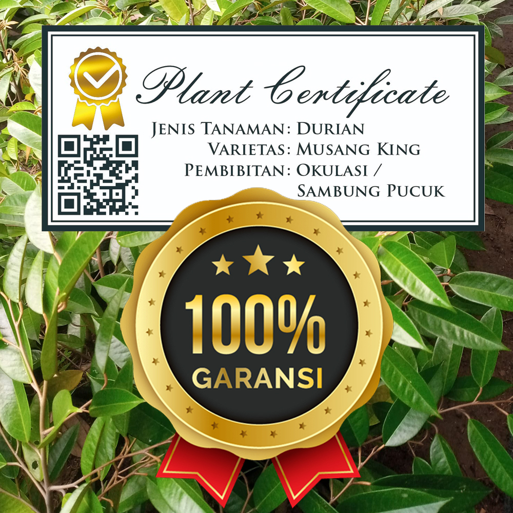 Tips Lengkap dalam Membeli Bibit Durian Unggul Supaya Cepat Berbuah